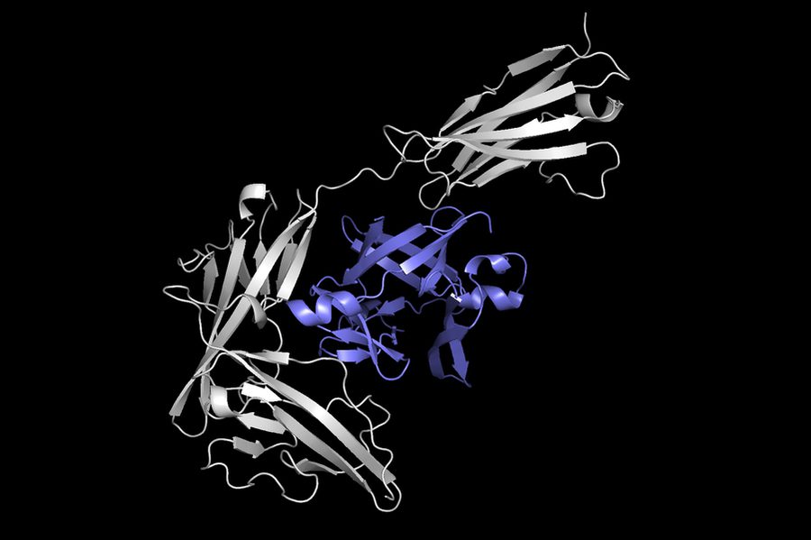 MIT_Protein-Docking-01-PRESS_0