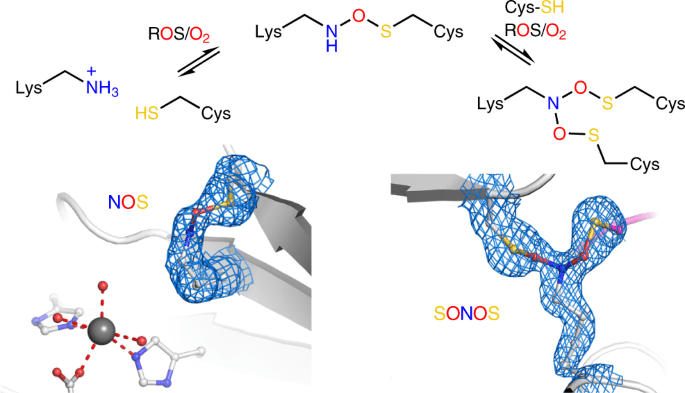 Protein Switches