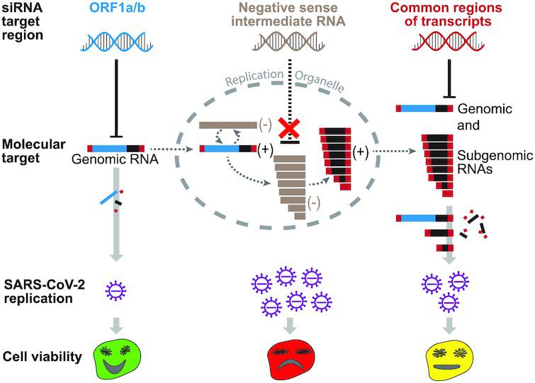 Targeted Enzymes Destroy Viral RNA