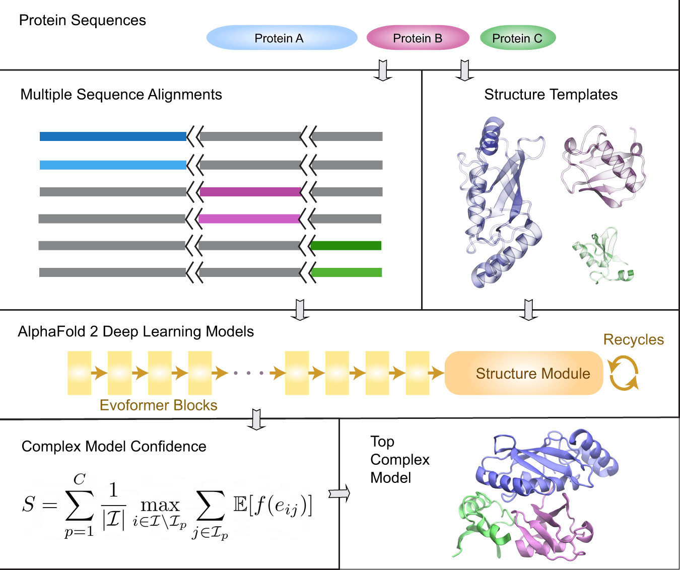 a new method AF2complex based on AlphaFold2 to predict protein complex structure and protein-protein interaction