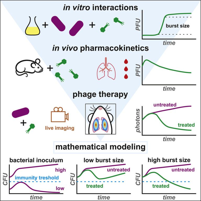 Scientists Develop a Mathematical Model to Predict the Efficiency of Phage Therapy Against Pathogenic Bacteria