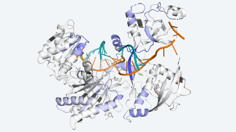 How Protein Production is Regulated to Keep the Cells Healthy