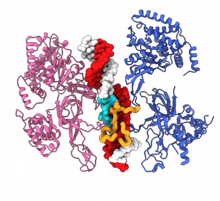 double helix structure of DNA