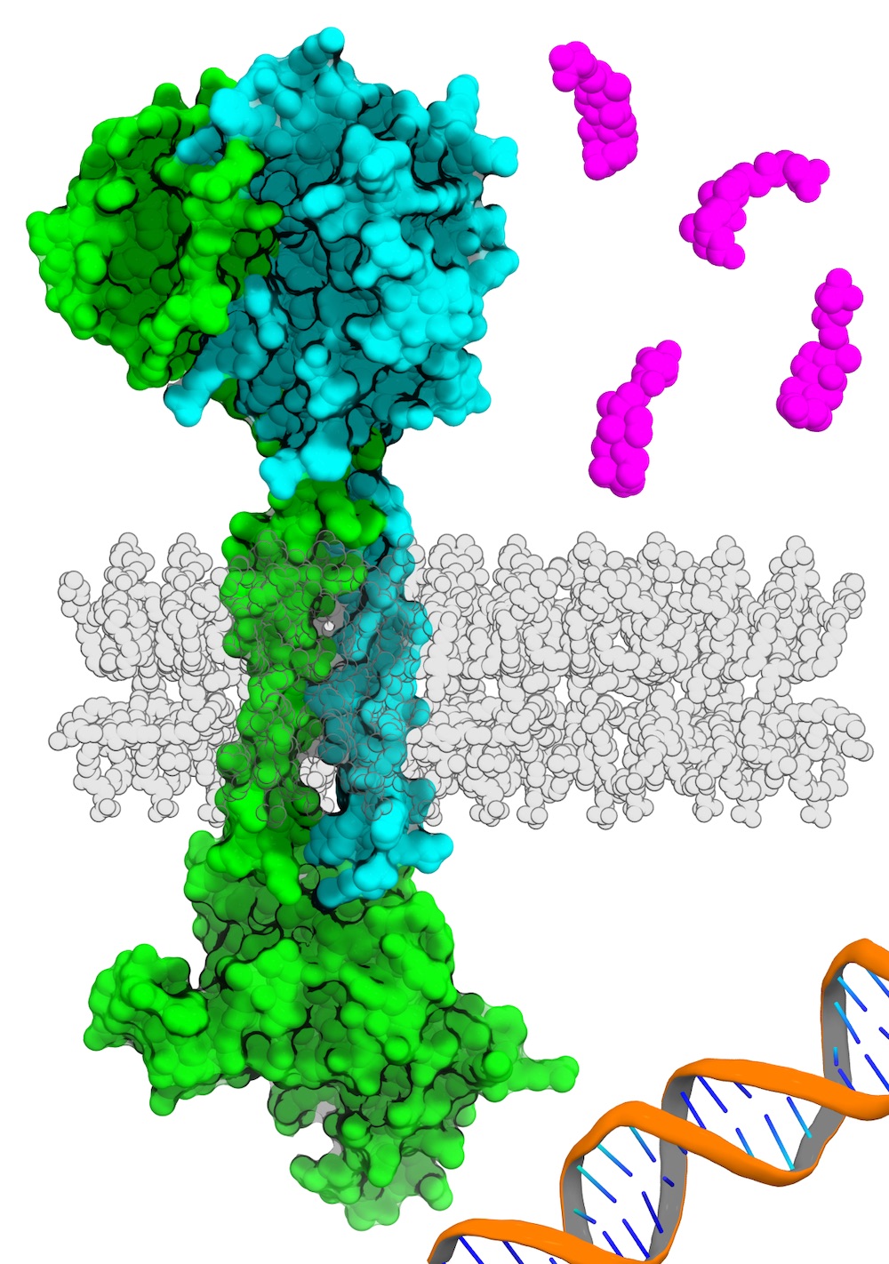 signal transduction in bacteria, gut bacteria
