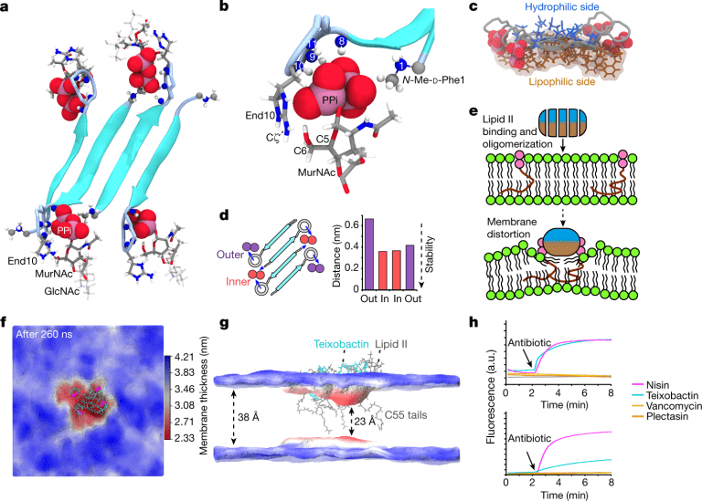 Teixobactin–membrane-interaction