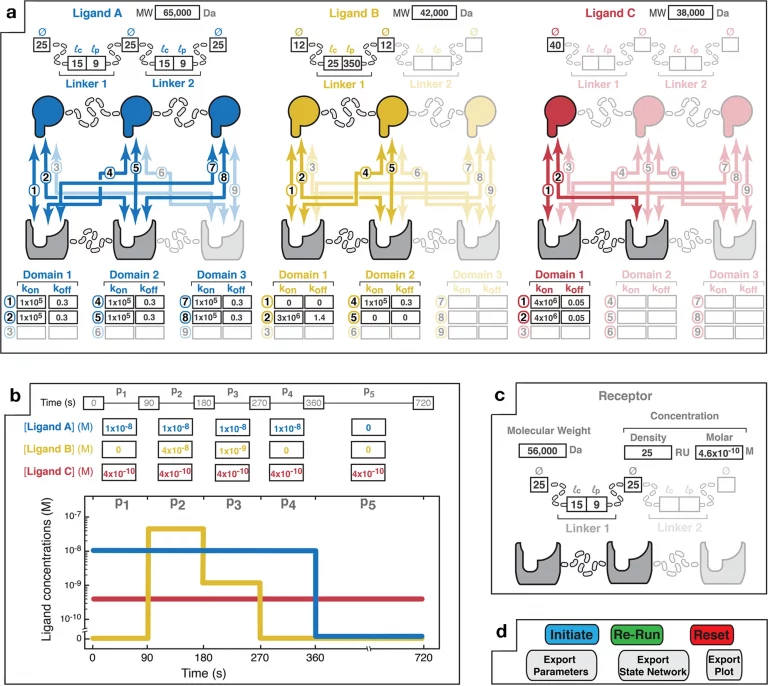 MVsim - A Toolset for Simulating Complex Molecular Interactions