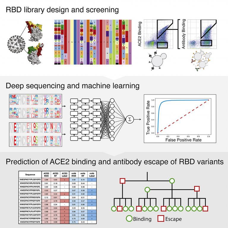 Deep Mutational Learning for ACE2 Mutations Prediction