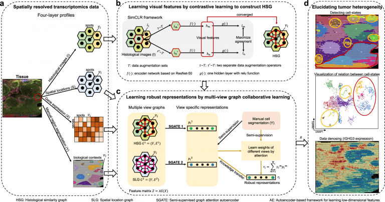 stMVC model for analyzing tumor heterogeneity in spatial transcriptomics data.