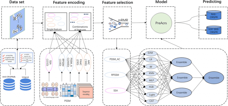 PreAcrs Framework Identifies Anti-CRISPR Proteins From Amino Acid Sequence