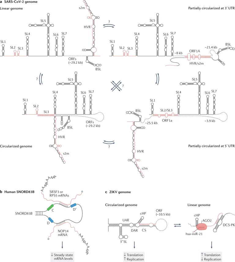 RNA-Structurome
