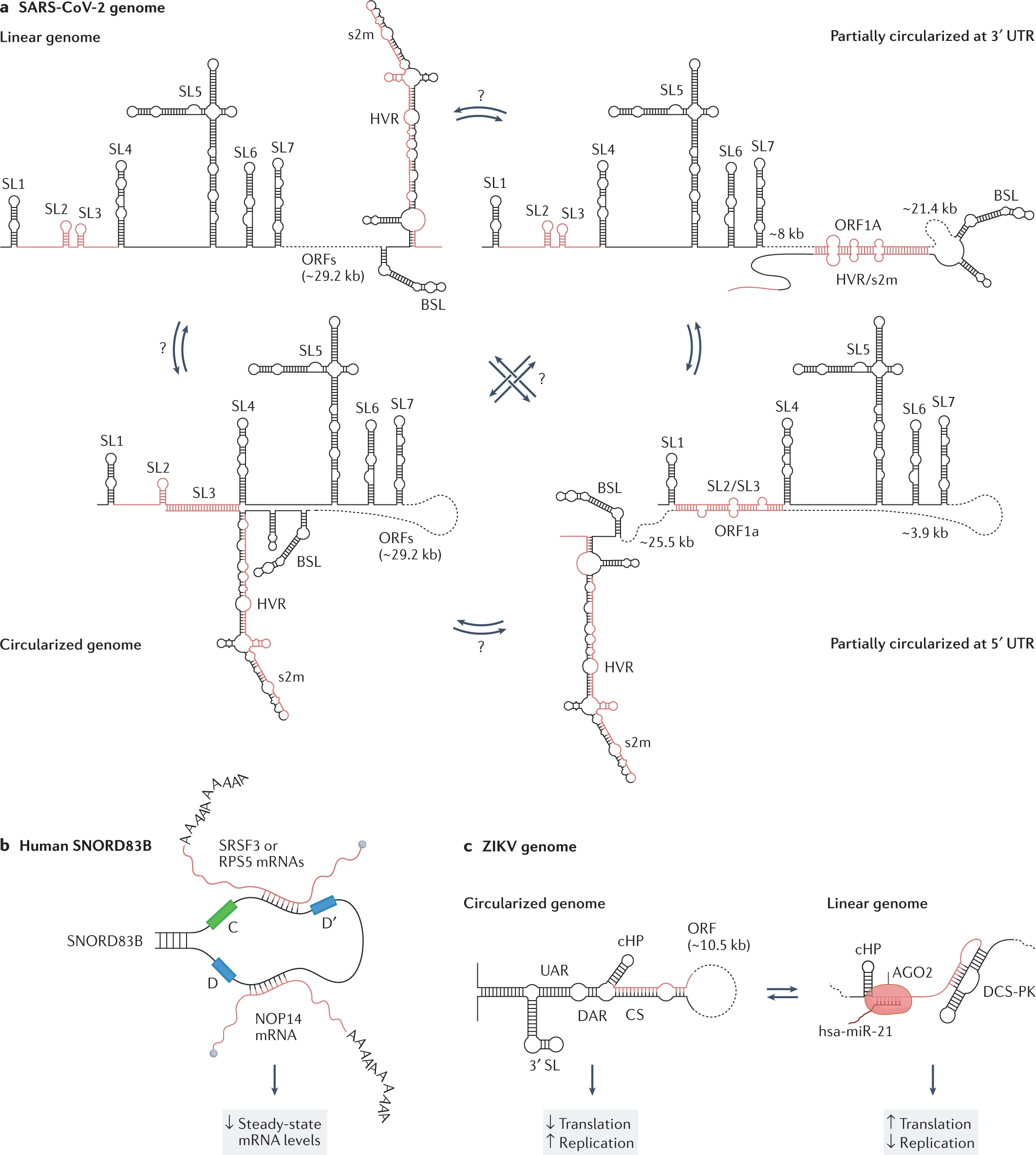 RNA-Structurome