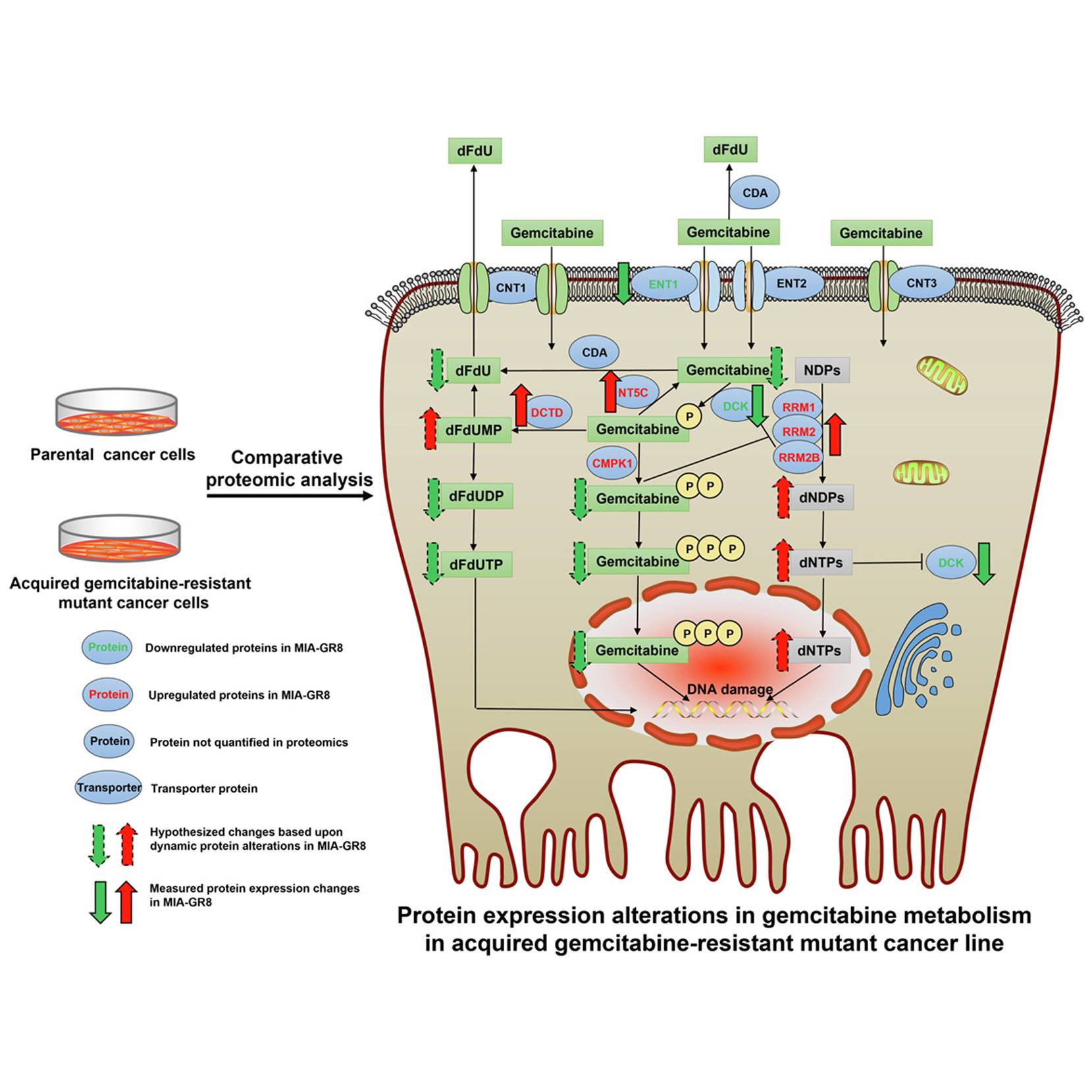 Pancreatic Cancer and Drug Resistance: Key Regulators Driving Gemcitabine Resistance In Pancreatic Adenocarcinoma