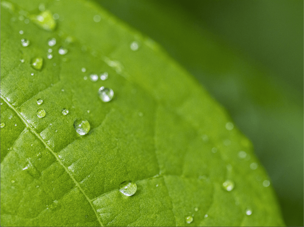 Understanding the signals that plants use to initiate the process of photosynthesis.