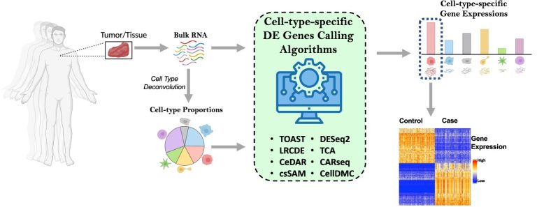 Cell Type-Specific Differential Gene Expression - csDEG