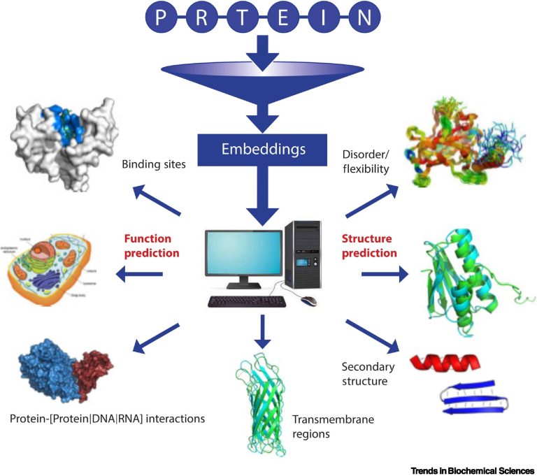 protein structure and function characterization