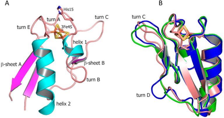The Fight Against Tuberculosis Takes a Major Step Forward: Scientists Find Flaws in Bacterium by Studying Ferredoxins