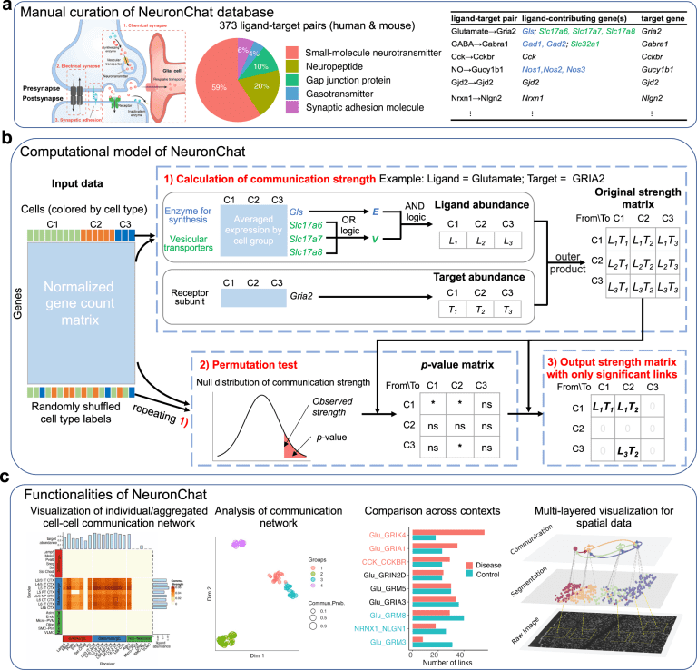 NeuronChat Sheds Light on Neuron-Neuron Communication in the Brain through Single-cell Transcriptomics Analysis