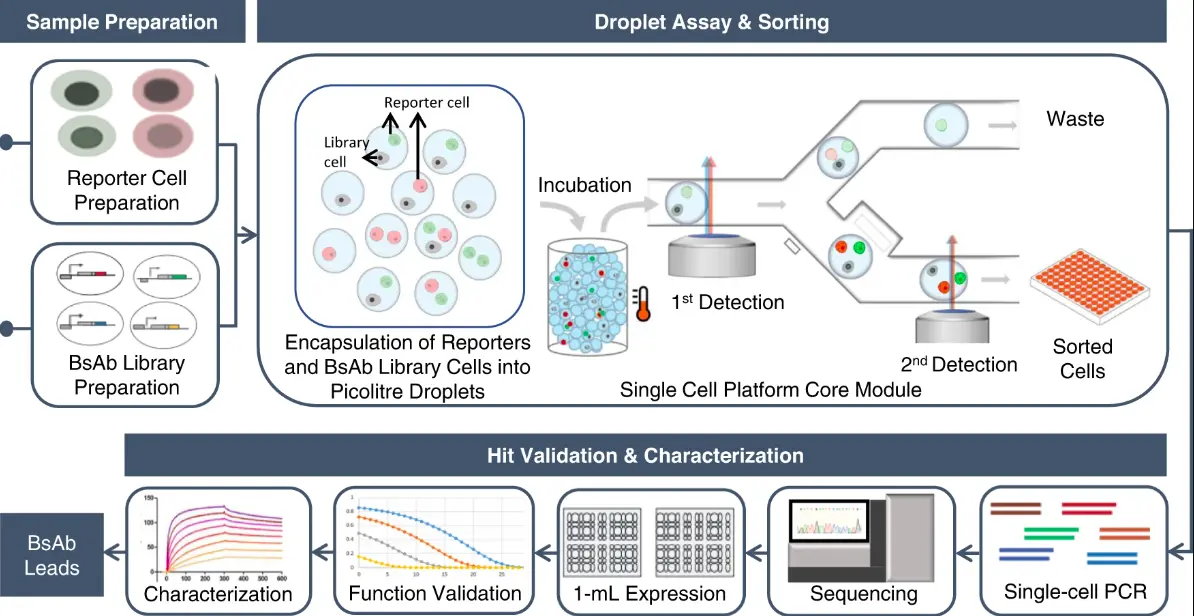 Efficiently Identifying Bispecific Antibodies using High Throughput Single-Cell BsAb Discovery Pipeline