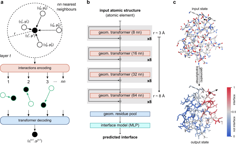 Accurate Prediction of Protein Binding Interfaces with PeSTo: A Parameter-free Geometric Deep Learning Model