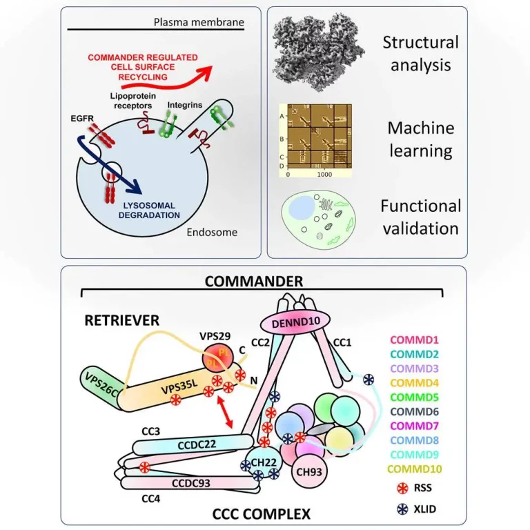 AI-Driven 3D Modeling Sheds Light on 'Postal Workers' or Commander complex within Human Cells