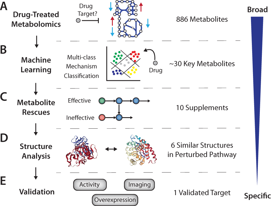 Integrating Machine Learning, Metabolomics and Structural Analysis for Drug Off Target Discovery