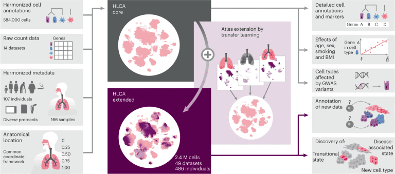 Mapping the Cellular Landscape of the Lung: A Comprehensive Human Lung Cell Atlas in Health and Disease