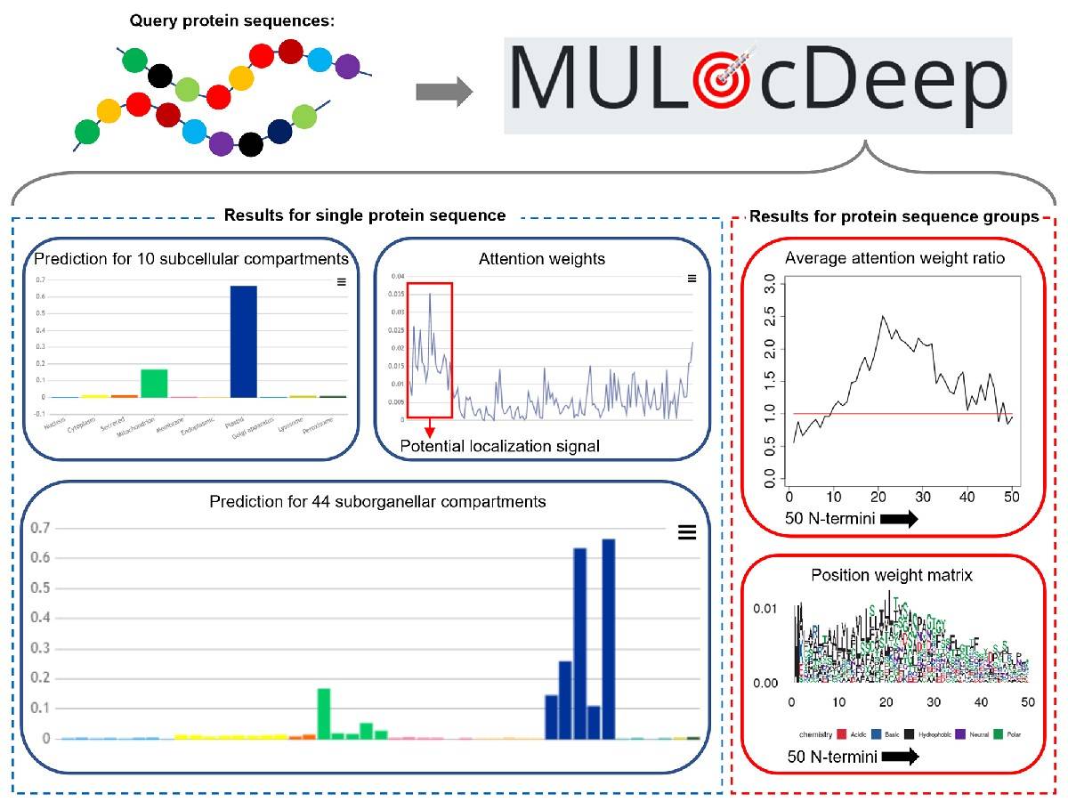 Advancing Protein Subcellular and Suborganellar Localization Prediction and Visualization with MULocDeep