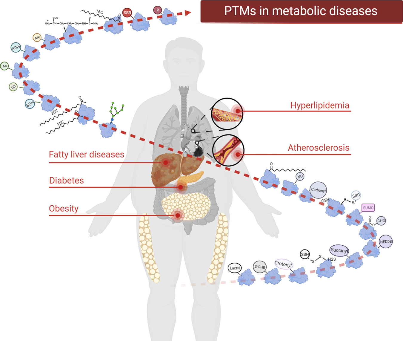 Exploring Protein Modifications in Metabolic Diseases: Molecular Mechanisms and Therapeutic Strategies