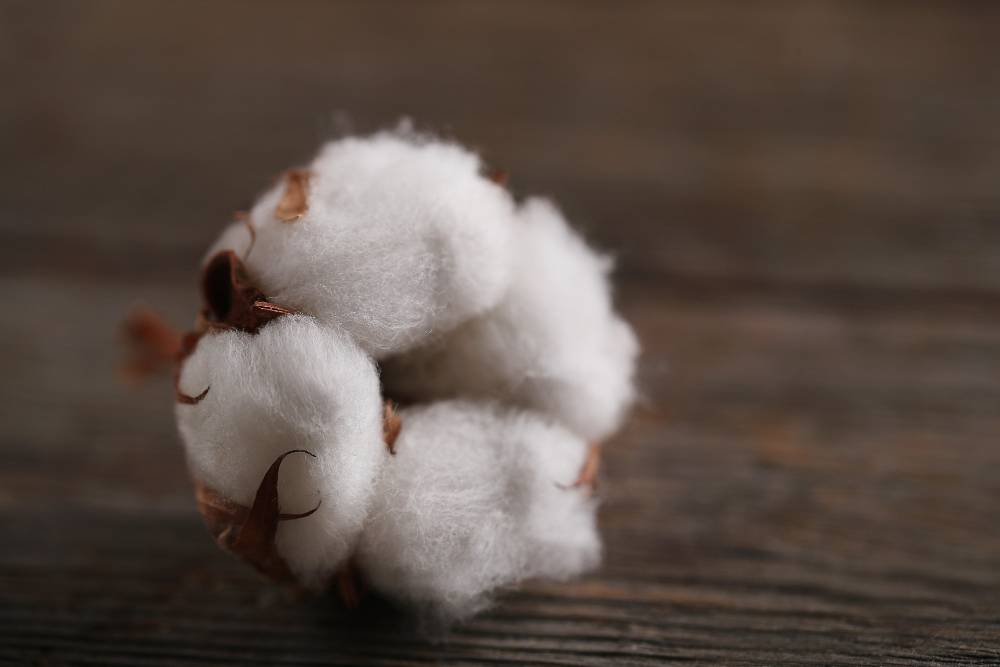 Uncovering the Genetic Blueprint of Cotton: Scientists Sequence the Cotton Genome