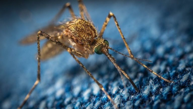 Unveiling the Spatial Dynamics of Malaria Transmission: A Patch-Based Modeling Framework