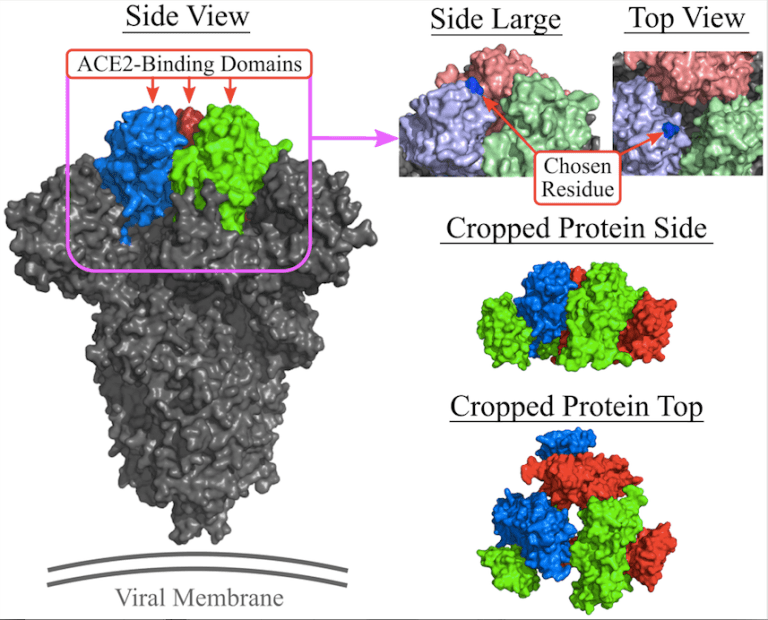 Brock Researchers Develop AI-Powered Tool "DAPTEV" to Design New Aptamer Drugs for COVID-19