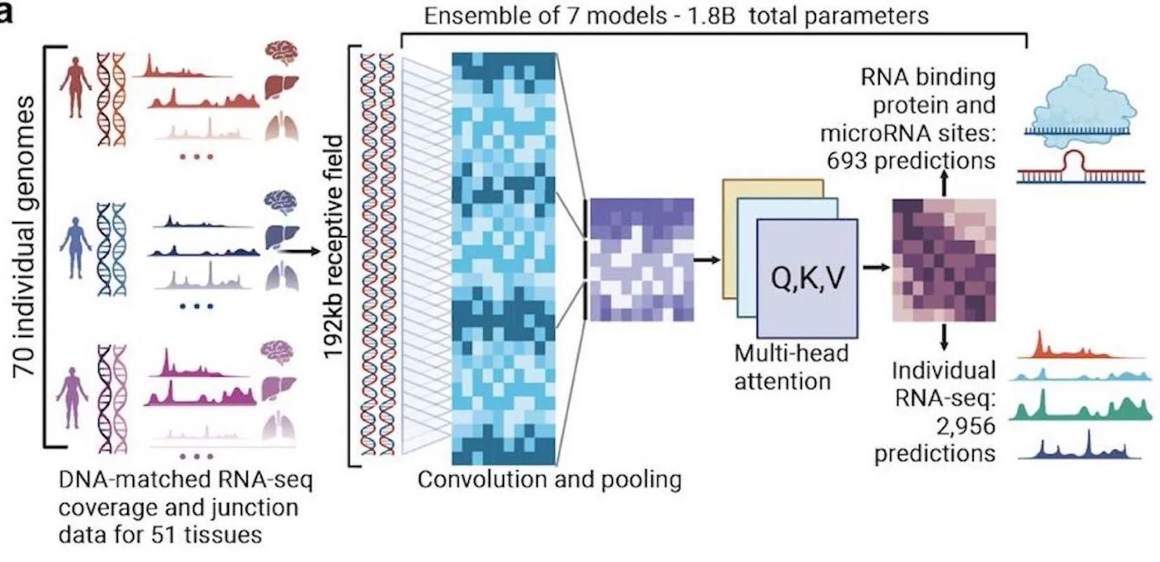BigRNA: A Foundation Model for RNA Biology that Revolutionizes Personalized RNA Therapeutics