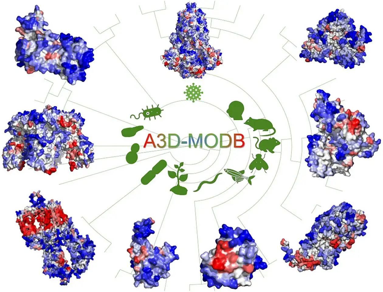 A3D-MODB: A New Database for Predicting Proteome Aggregation in Model Organisms
