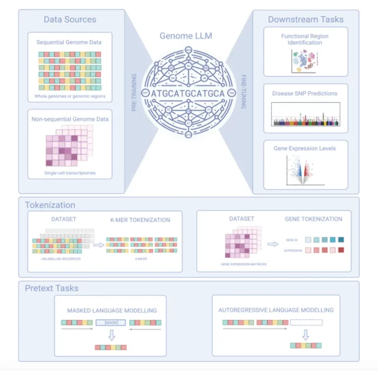 A big picture look at the power of Genome LLMs.