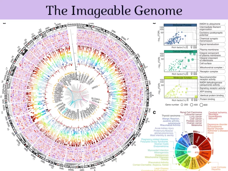 The Imageable Genome
