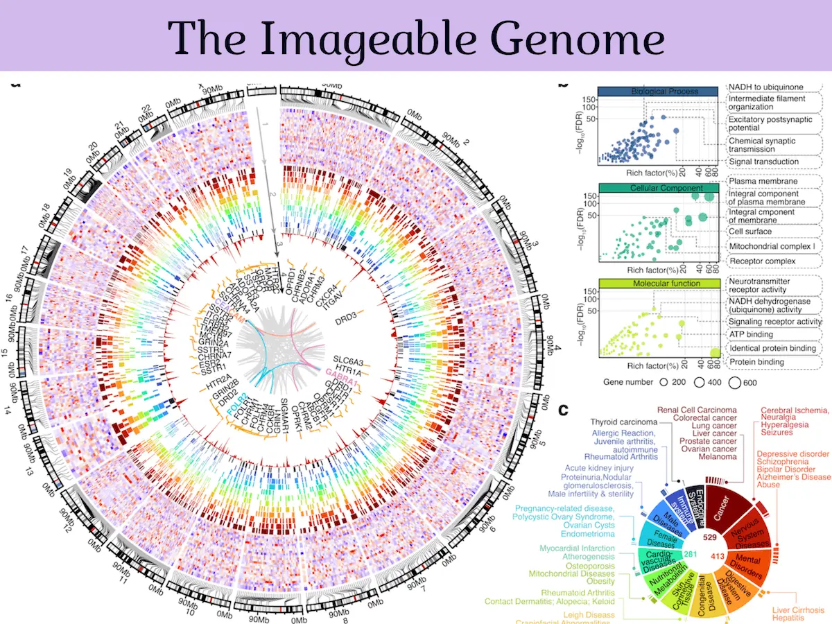 The Imageable Genome