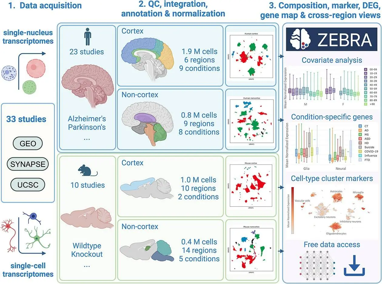 Navigating the Complex Transcriptomic Landscape of Neurodegeneration with ZEBRA