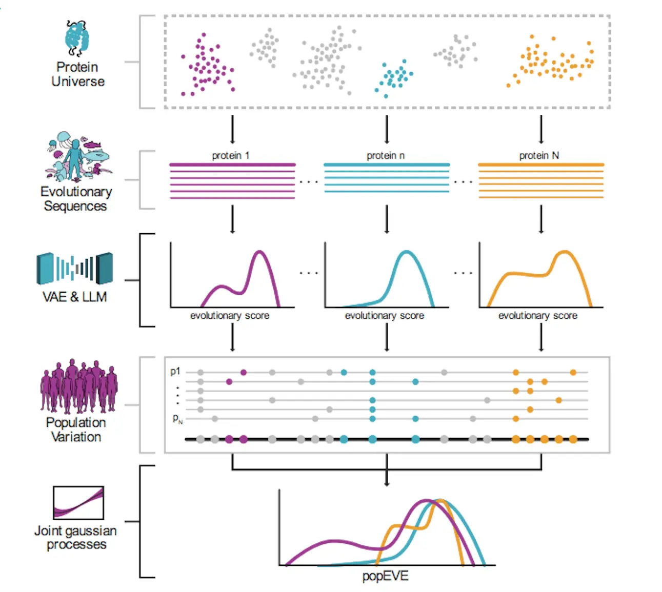 popEVE combines deep evolution and human variation.