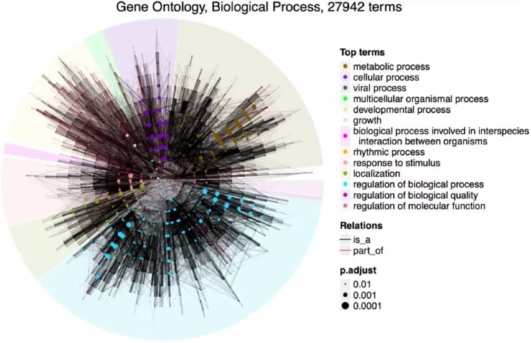 Analyzing Bio-Ontologies Made Easy: A Deep Dive into simona R Package for Semantic Similarity
