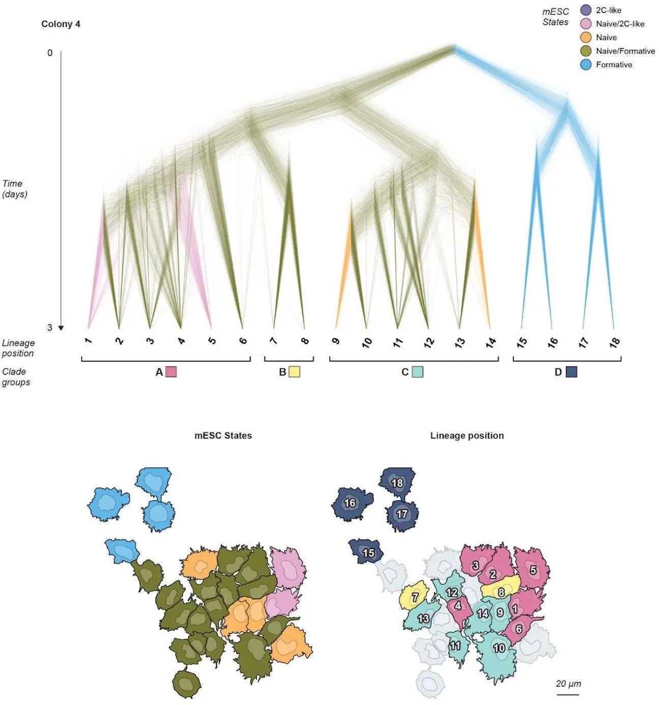 BaseMEMOIR: Breakthrough in Cell Lineage Tracing with Image-readable Base Editor Recording