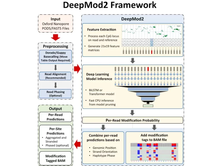 Unlock the Potential of DeepMod2: A Deep Learning Framework for Precise DNA Methylation Analysis using Oxford Nanopore Sequencing