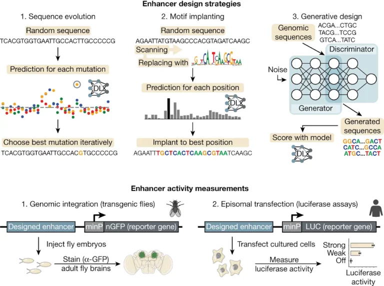 Unlocking the Enhancer Code: Deep Learning's Role in Designing Cell-specific Genetic Switches