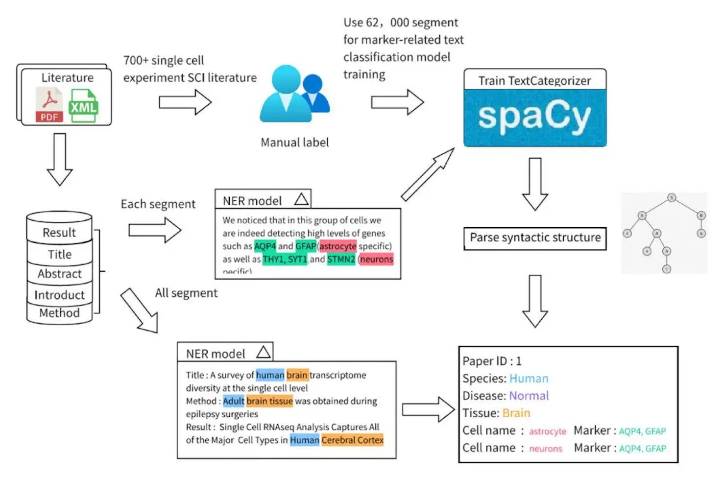 MarkerGeneBERT: Revolutionizing Cell Marker Extraction Utilizing Natural Language Processing