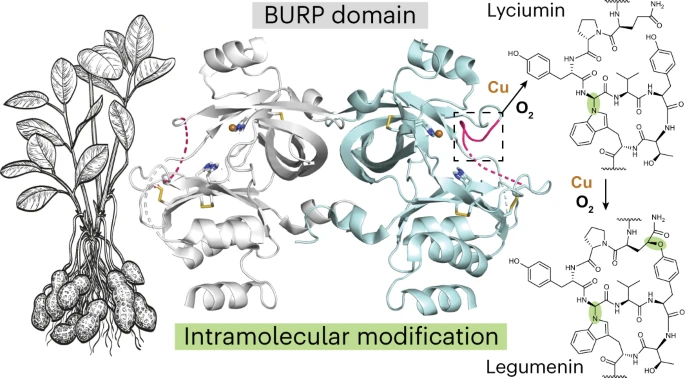 University of Michigan Researchers Discover Novel Plant Protein Fold with Potential for Anti-Cancer Drugs