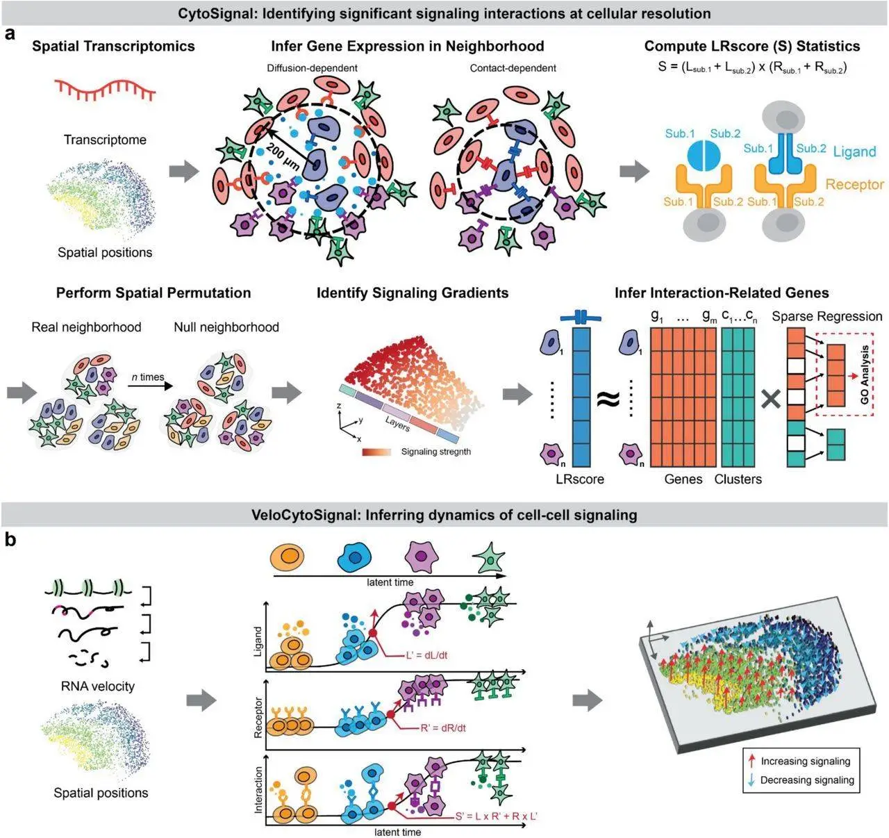 Deciphering Ligand-Receptor Signaling Dynamics at Cellular Resolution with CytoSignal: A Breakthrough in Spatial Transcriptomics