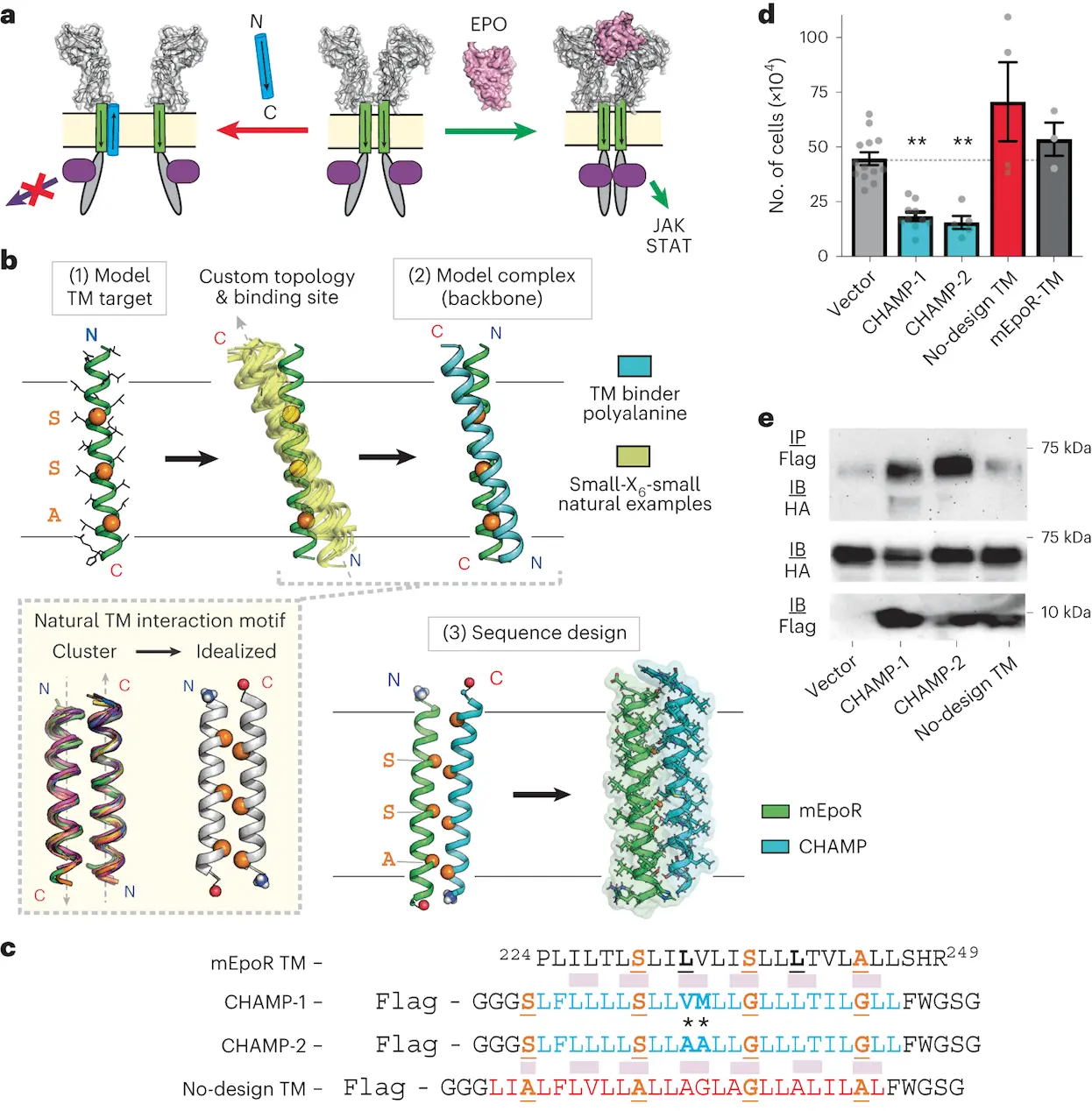 Unlocking New Drug Targets: Researchers Develop New Computational Method to Target Proteins Inside Cell Membranes