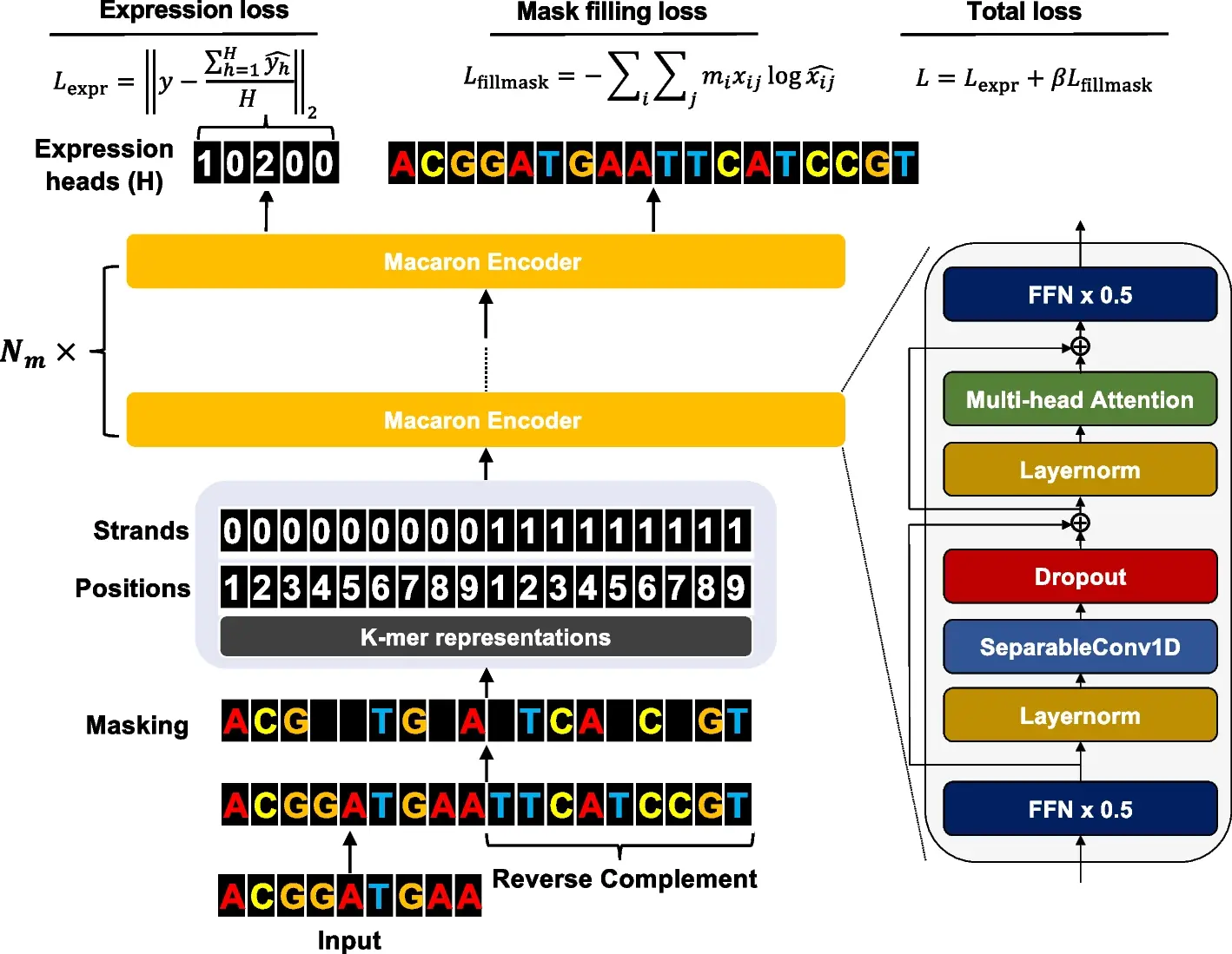 Unraveling Genetic Mysteries with Proformer: A Hybrid Macaron Transformer Model