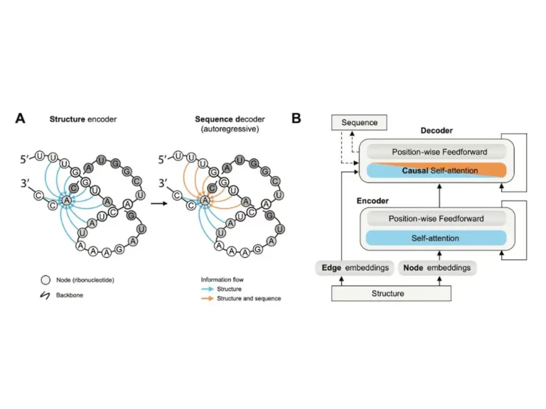 RNA Language Models