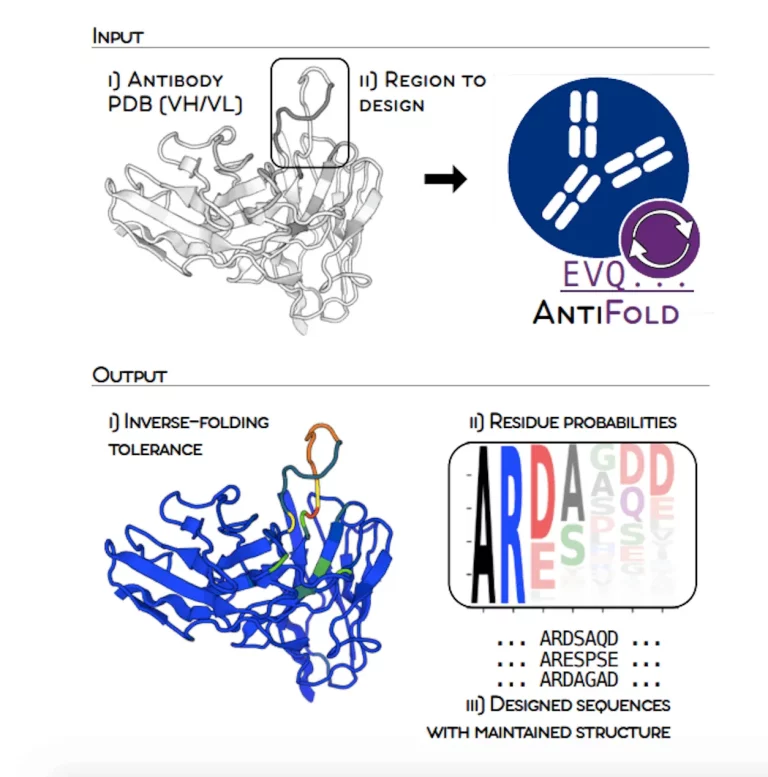 Revolutionizing Antibody Structure-based Design with AntiFold: A Breakthrough in Inverse Folding Technology