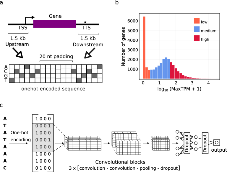 From Genome to Function: AI Predicts Gene Regulation in Newly Sequenced Plants